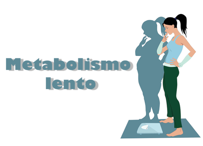 metabolismo lento
