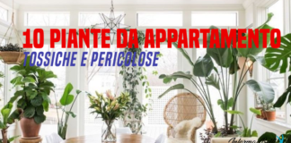 piante da appartamento