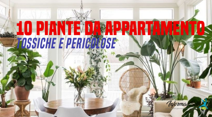 piante da appartamento