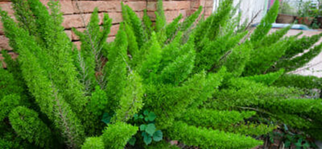 piante da appartamento tossiche Asparagus
