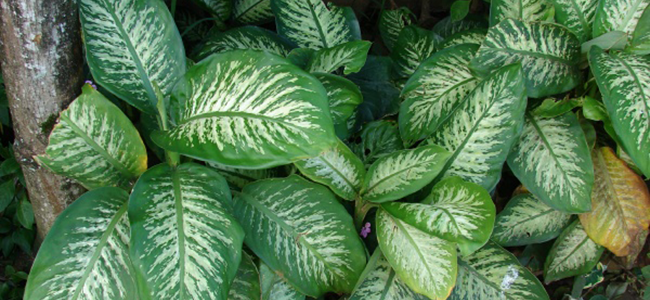 piante da appartamento tossiche Dieffenbachia