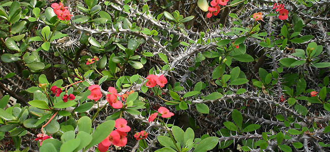 piante da appartamento tossiche Euphorbia milii