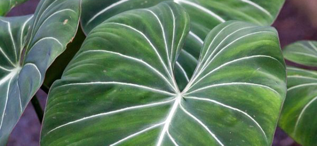 piante da appartamento tossiche filodendro