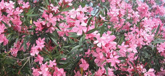 piante da appartamento tossiche piante da appartamento tossiche oleandro