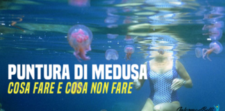 puntura di medusa