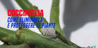 come eliminare la cocciniglia