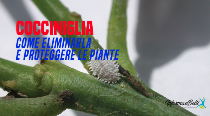 Come eliminare la cocciniglia e proteggere le nostre piante come eliminare la cocciniglia
