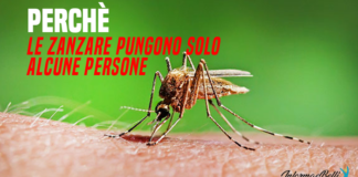 perchè le zanzare pungono