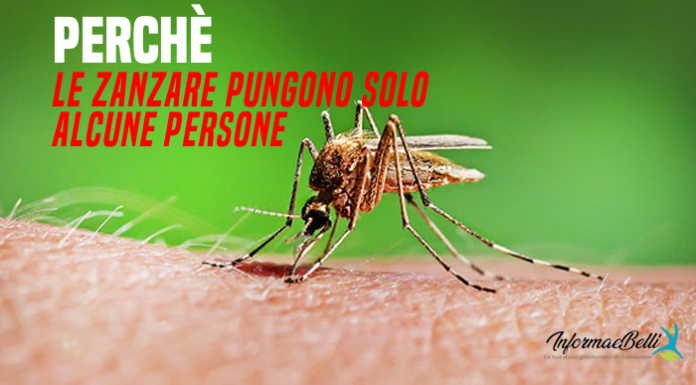 Perché le zanzare pungono solo alcuni perchè le zanzare pungono