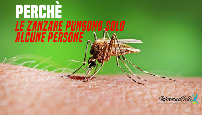 perchè le zanzare pungono