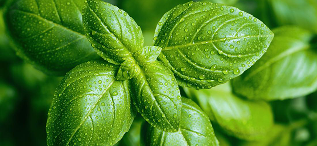 rimedi naturali per le punture di zanzare basilico