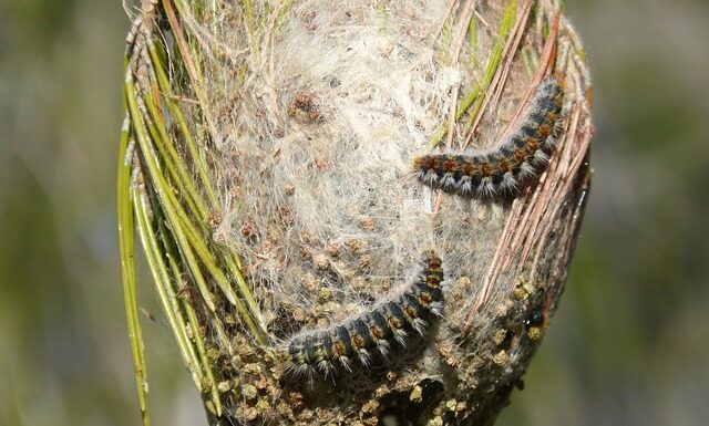La processionaria: le dermatiti, la pericolosità, la cura