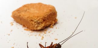 Allontanare gli scarafaggi