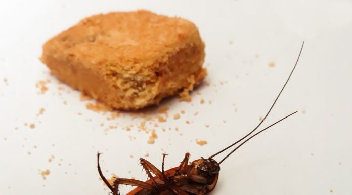 Allontanare gli scarafaggi presenti in casa con rimedi naturali Allontanare gli scarafaggi