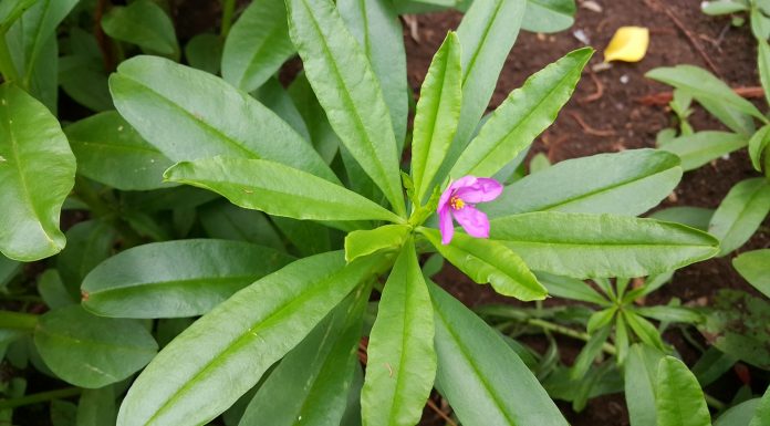 Ginseng: cos’è, quali sono le proprietà e i benefici sul nostro organismo Ginseng benefici