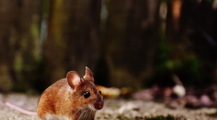 Allontanare i topi dalle abitazioni domestiche con rimedi naturali topo