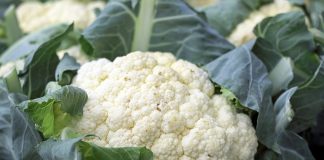 Il cavolfiore