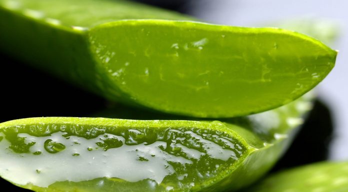 Aloe vera: proprietà, benefici e controindicazioni per l’organismo Aloe vera