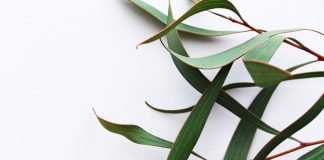 I benefici dell'eucalitpo