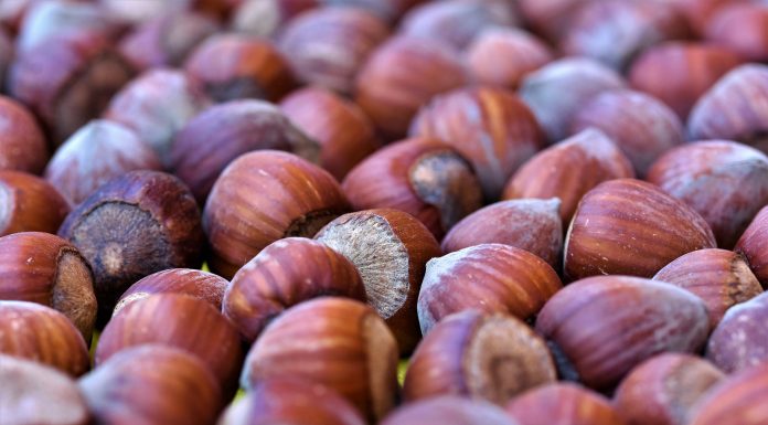 Olio di nocciola per la bellezza: i benefici per la pelle e per i capelli Olio di nocciola per la bellezza