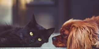 Allontanare pulci e zecche dai propri animali domestici
