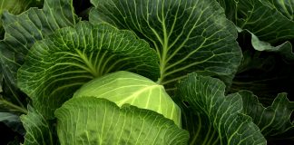 Verdura a foglia verde