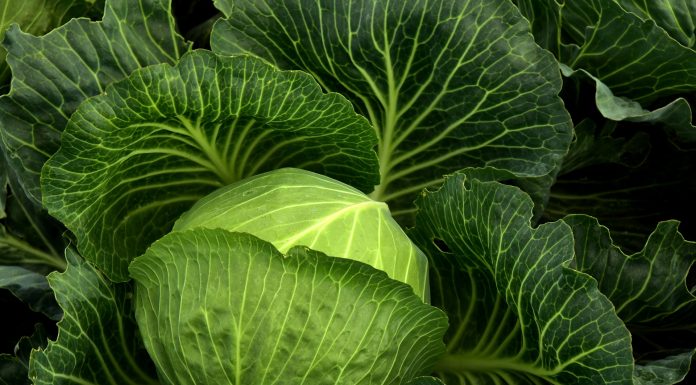 Verdura a foglia verde: le migliori per una dieta bilanciata Verdura a foglia verde
