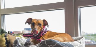 igienizzare-cuccia-cane-gatto