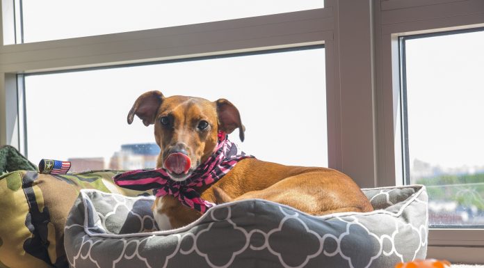 Come igienizzare la cuccia di cani e gatti igienizzare-cuccia-cane-gatto