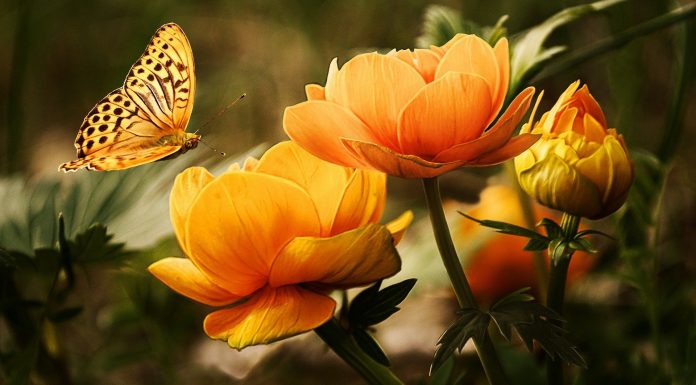 Piante resistenti al sole: ecco le migliori piante-resistenti-al-sole